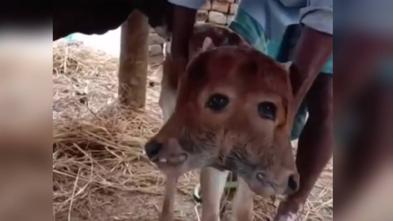 Nació gato con dos cabezas, dos bocas y tres ojos en Puerto Berrío